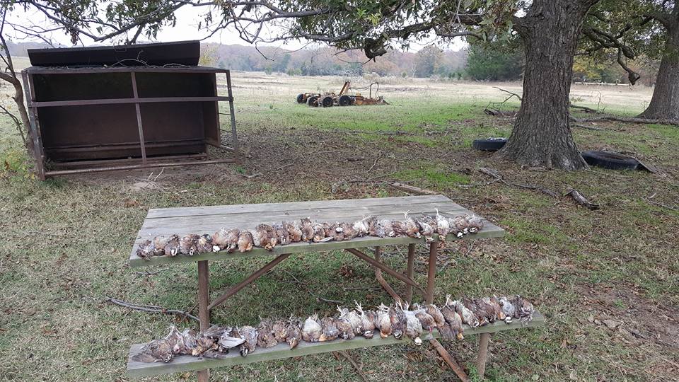 Hunting game birds displayed on wooden table in Alba TX field
