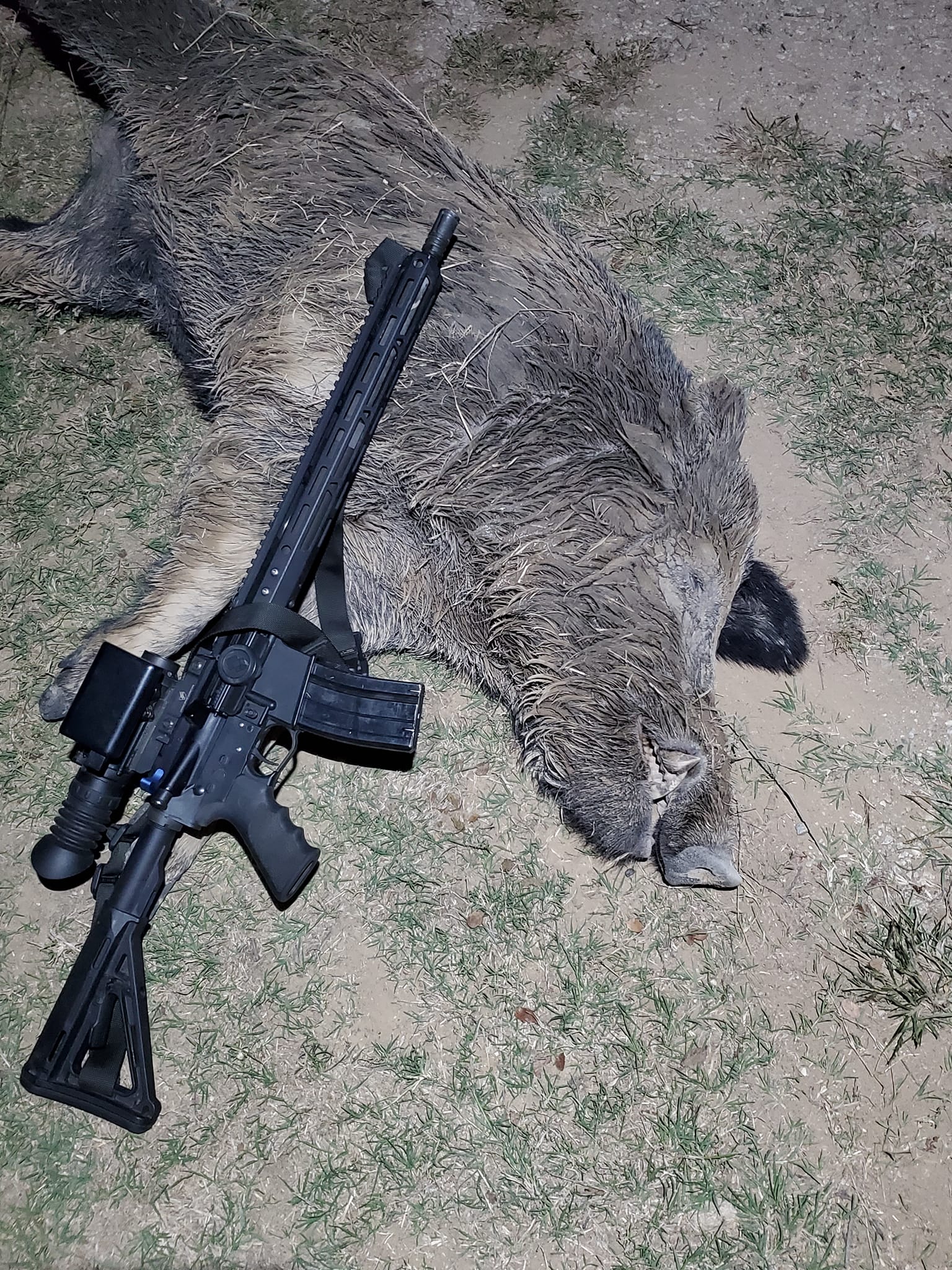 Wild boar lying on ground next to hunting rifle in Alba TX