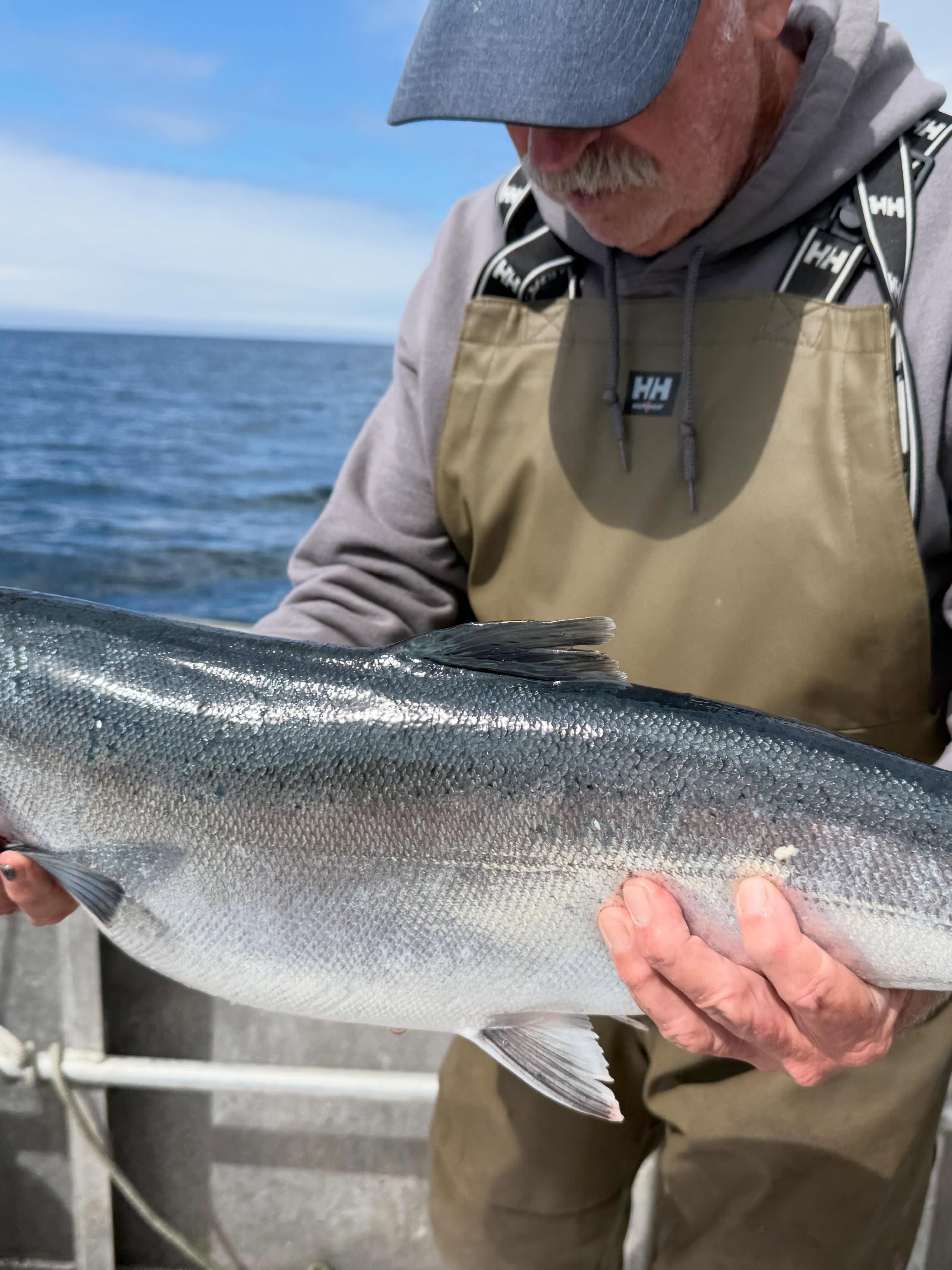Coho salmon being held on fishing boat in Larsen Bay Alaska