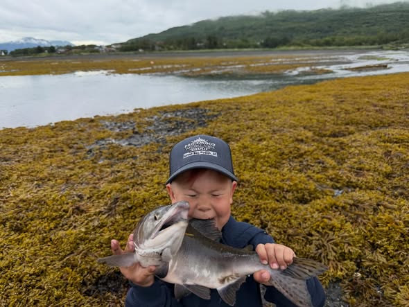 Pink salmon catch in Larsen Bay Alaska with seaweed covered shoreline