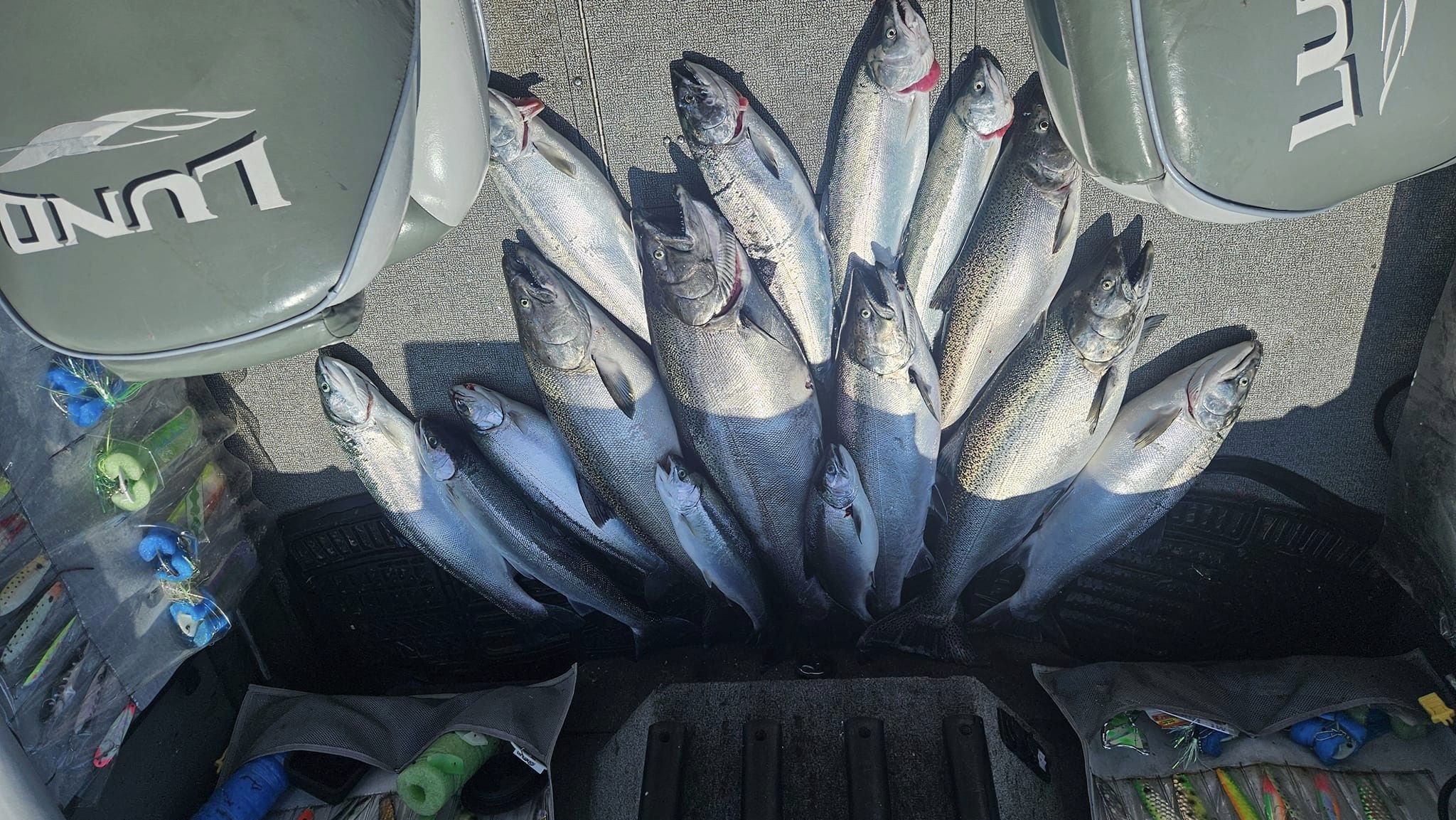 8 Lake Trout fish caught in Toronto