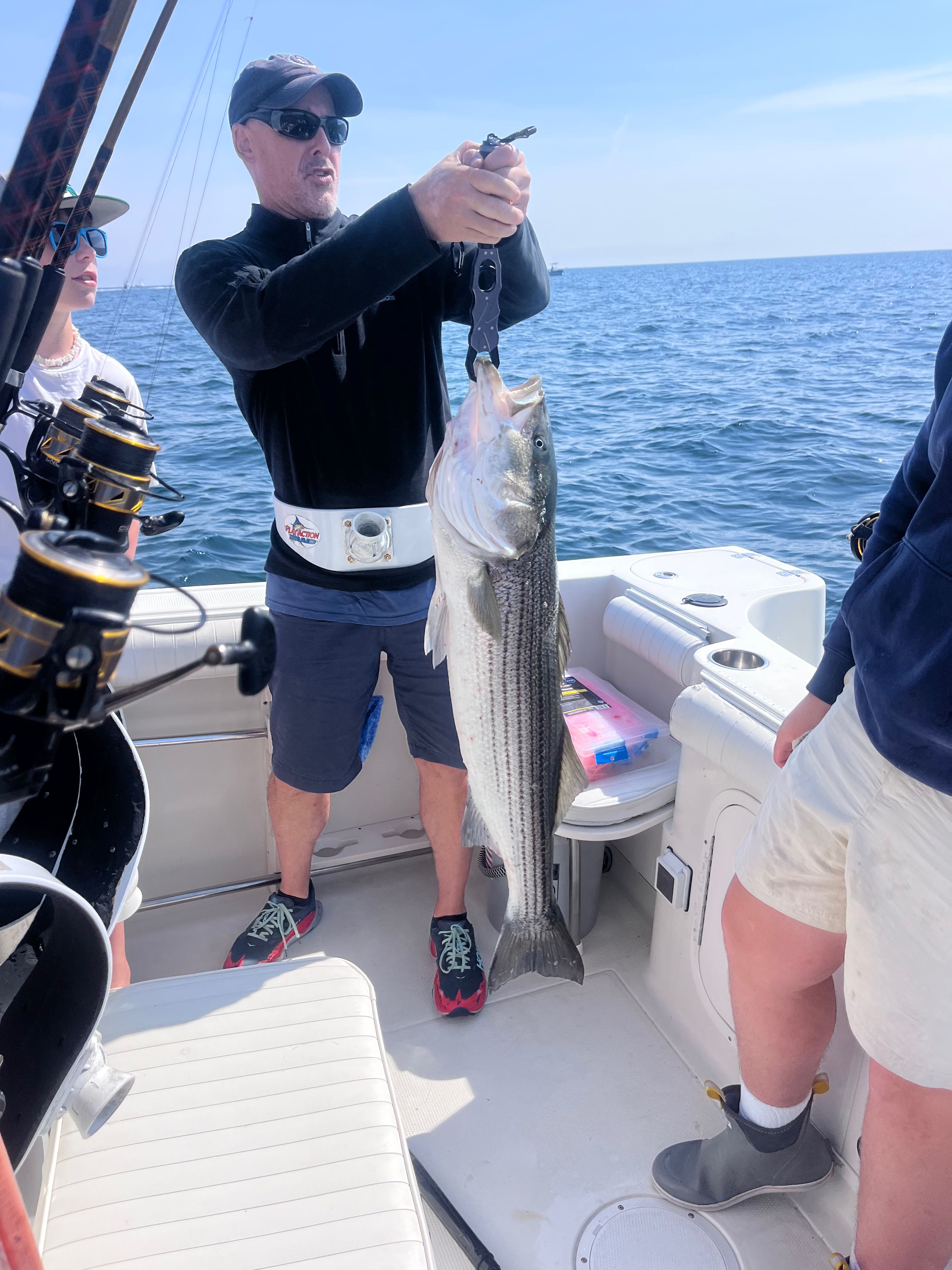 Striped bass catch displayed on fishing boat in East Dennis MA waters