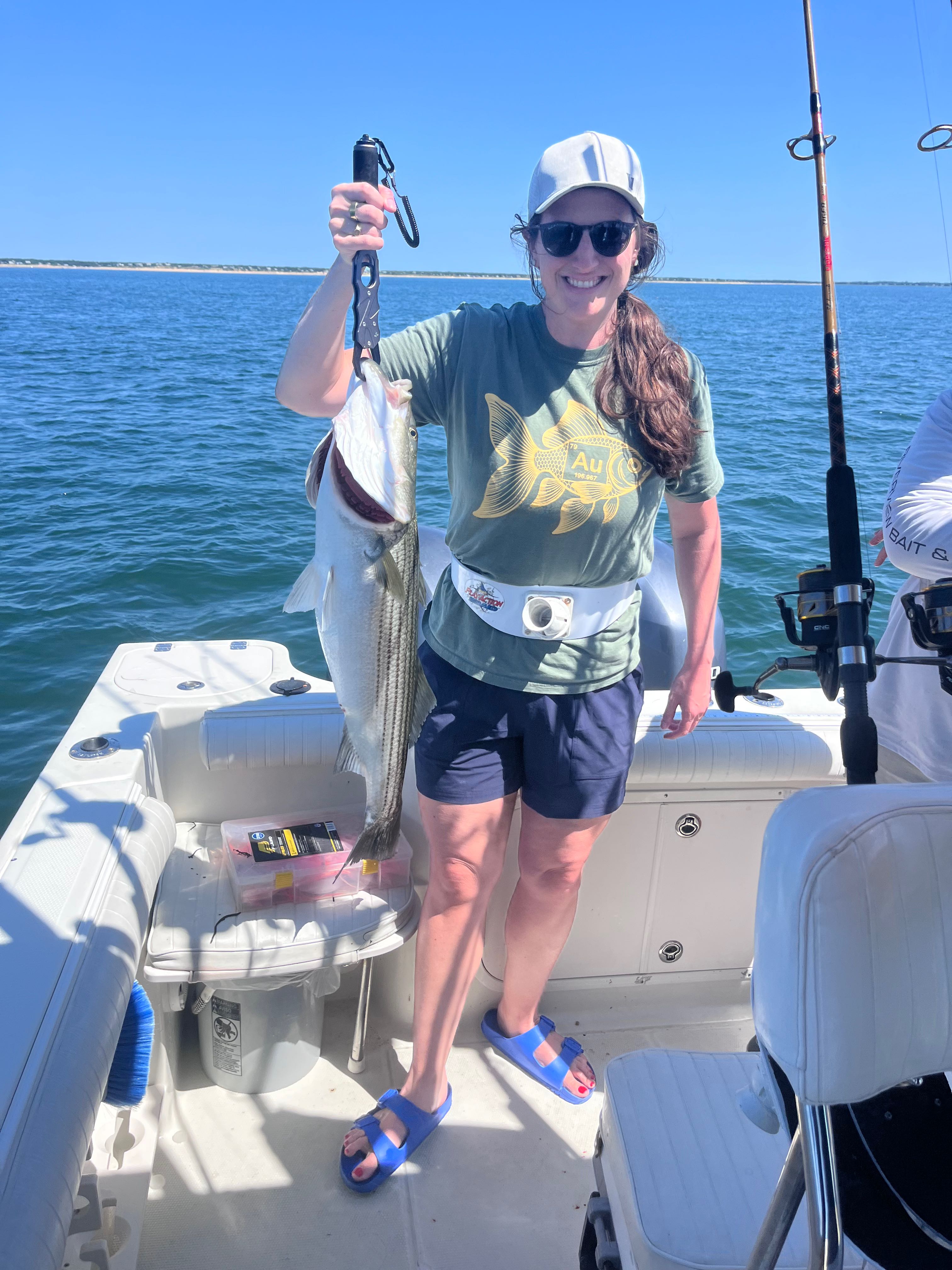 Striped bass catch on fishing boat in East Dennis MA waters