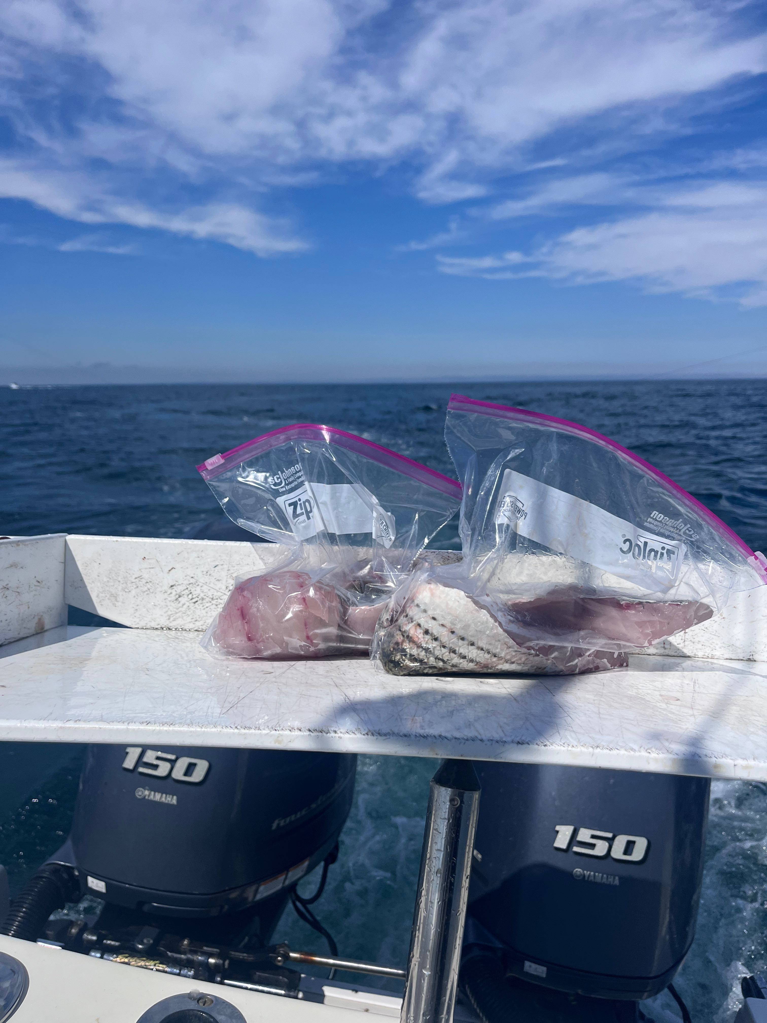 Fresh fish catch in plastic bags on boat deck with twin outboard motors in East Dennis MA