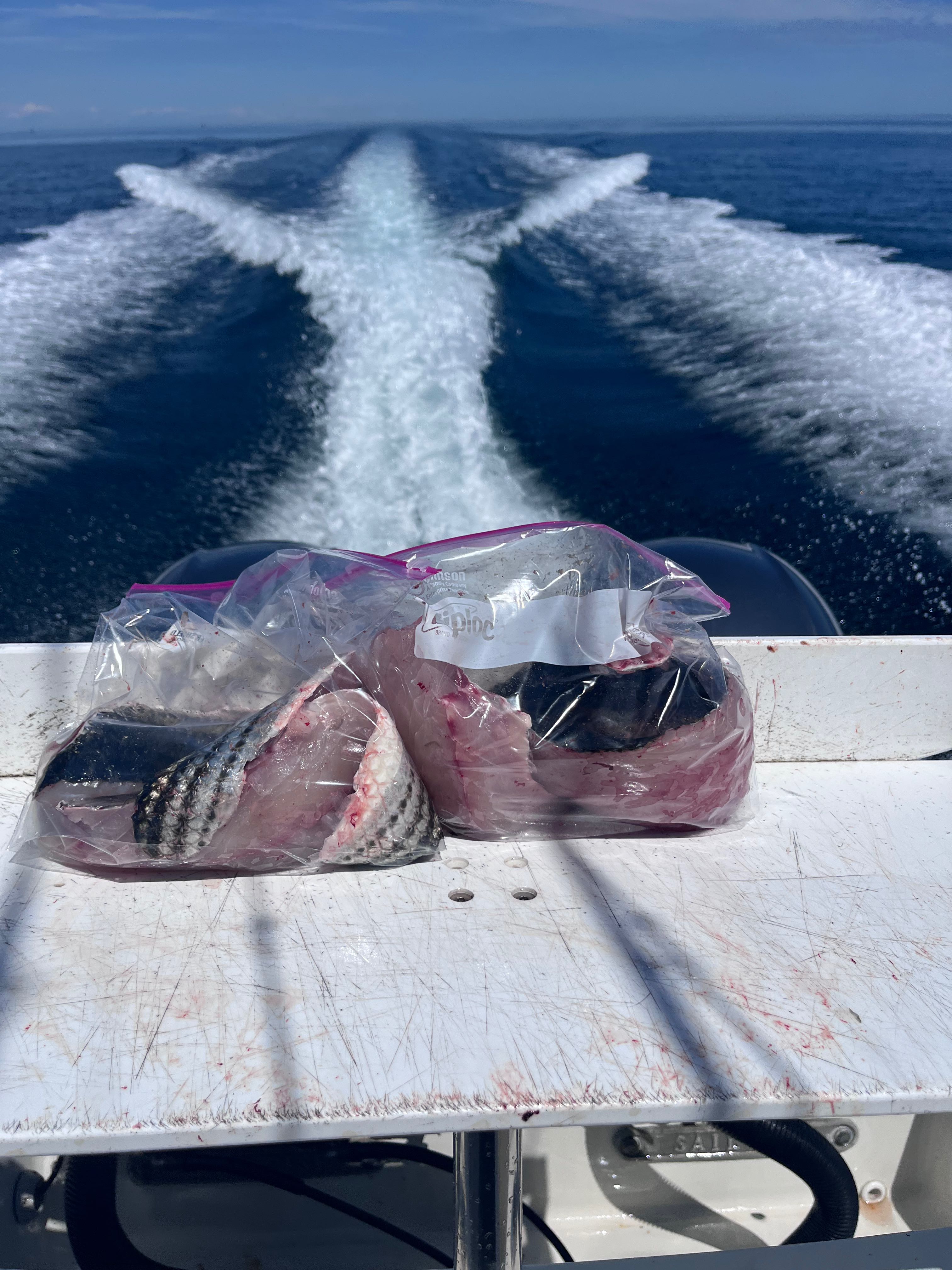 Fresh fish fillets in plastic bags on boat deck after fishing trip in East Dennis MA