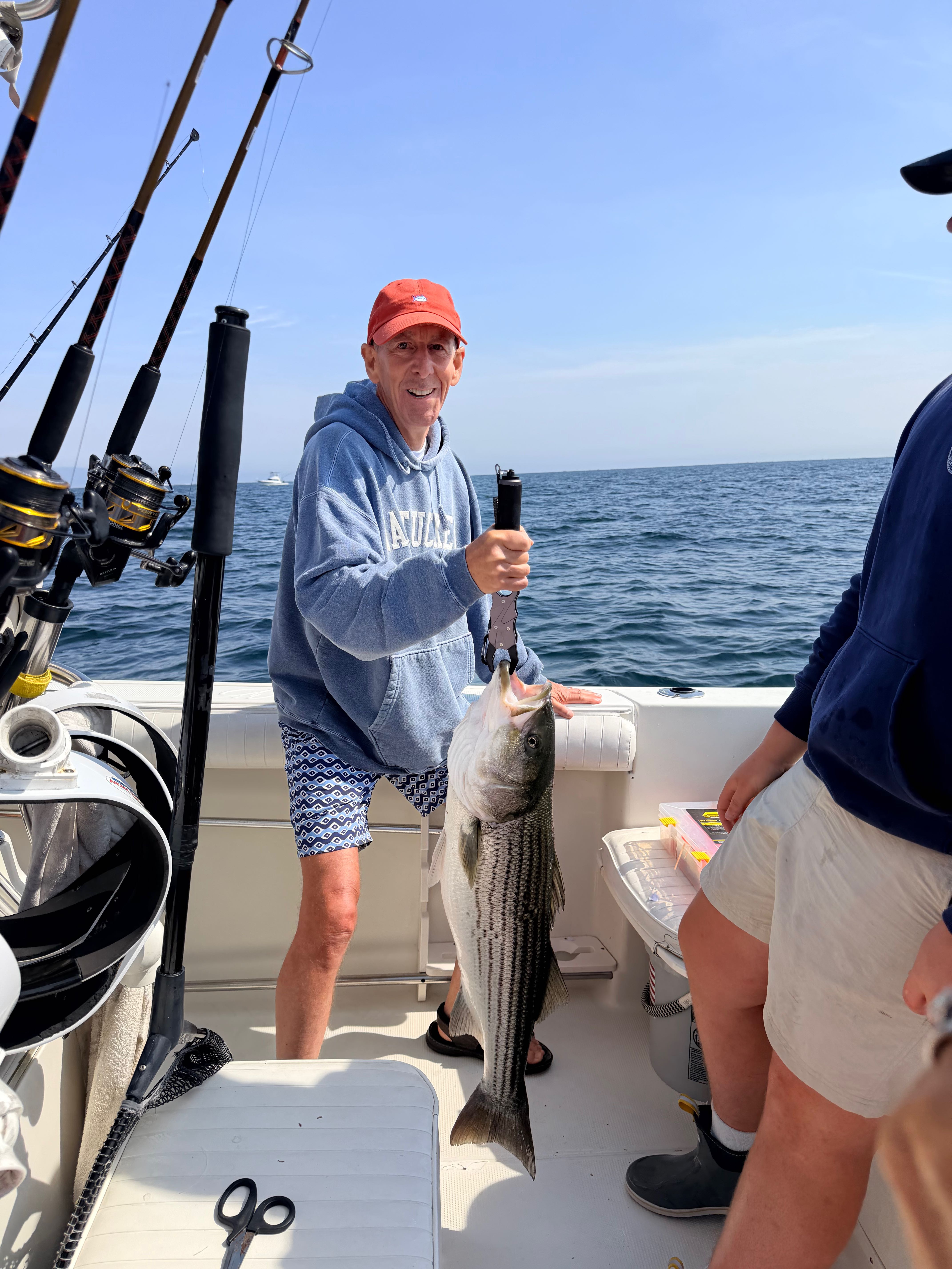 Striped bass catch on fishing boat in East Dennis MA waters