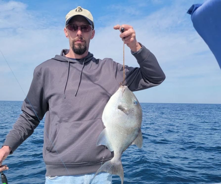 A grey triggerfish caught in Gulf Shores