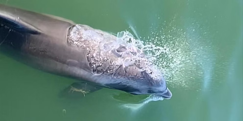 Apalachicola Bay eco cruise boat with dolphins and scenic Florida coastline wildlife viewing