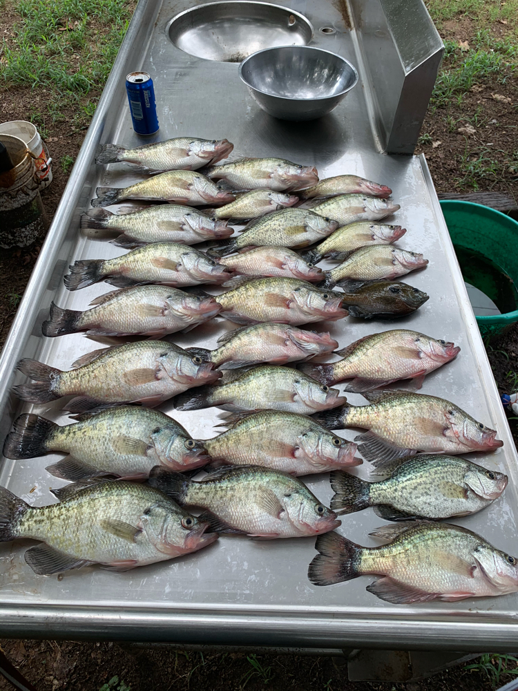 12 white crappie fish caught in OK