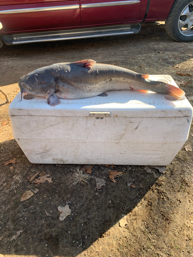 Channel catfish caught in Kingston