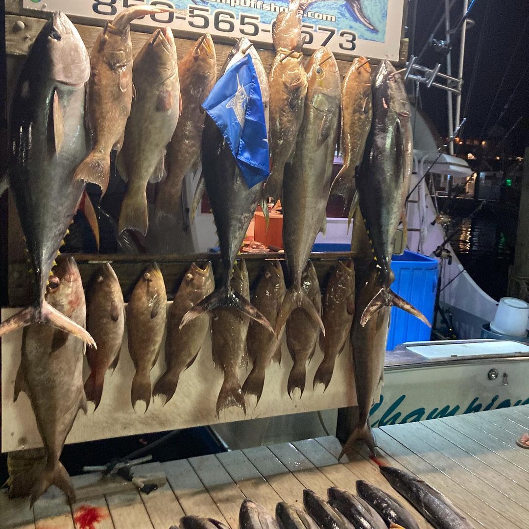 13 Blackfin Tuna, Bluefish, and Greater Amberjack fish caught while fishing in Destin