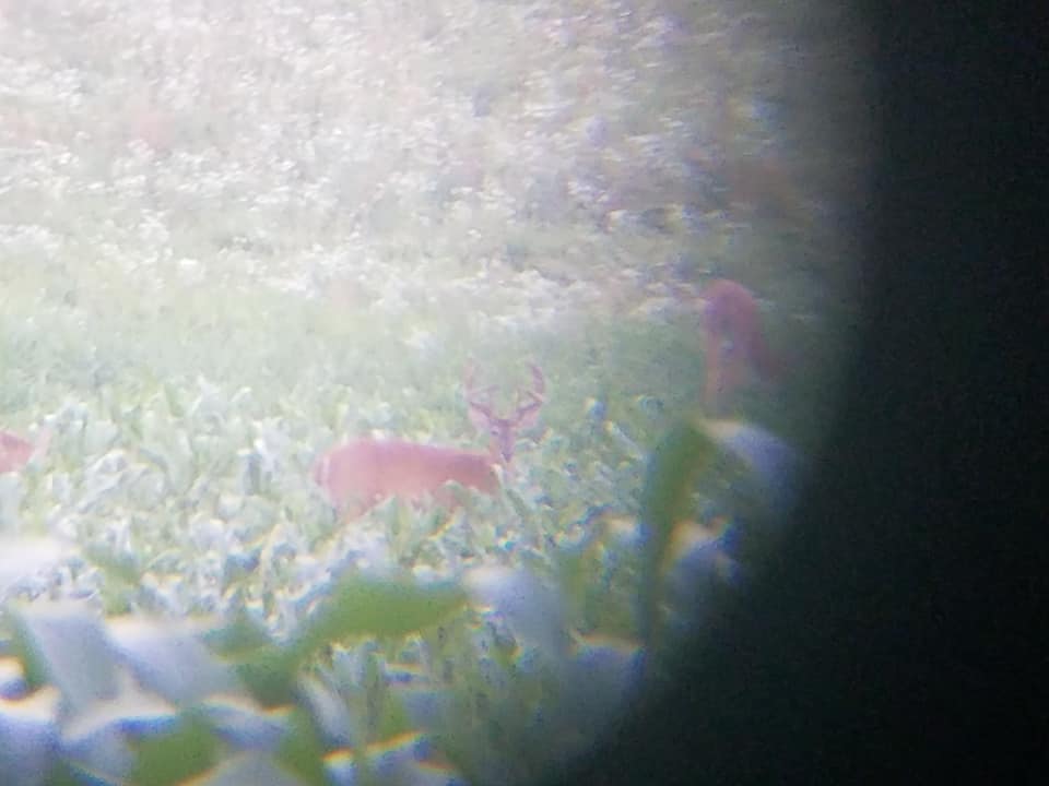 Hunting adventure in Greenville