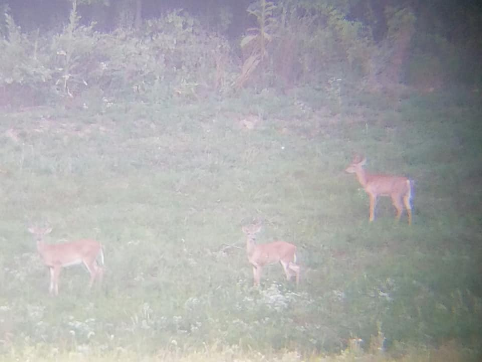 Three deer standing in grassy field near forest edge during hunting season