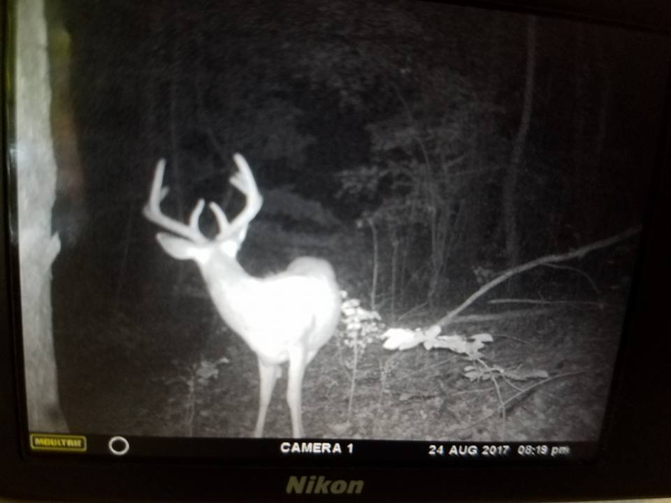 Trail camera image of deer with antlers in forest at night