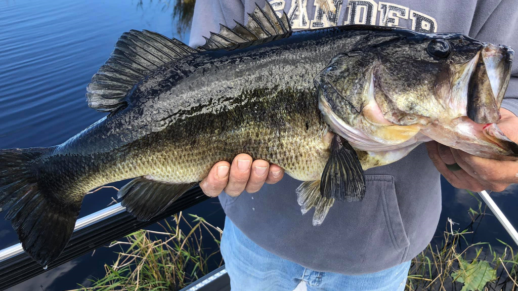 Florida Bass Fishing 