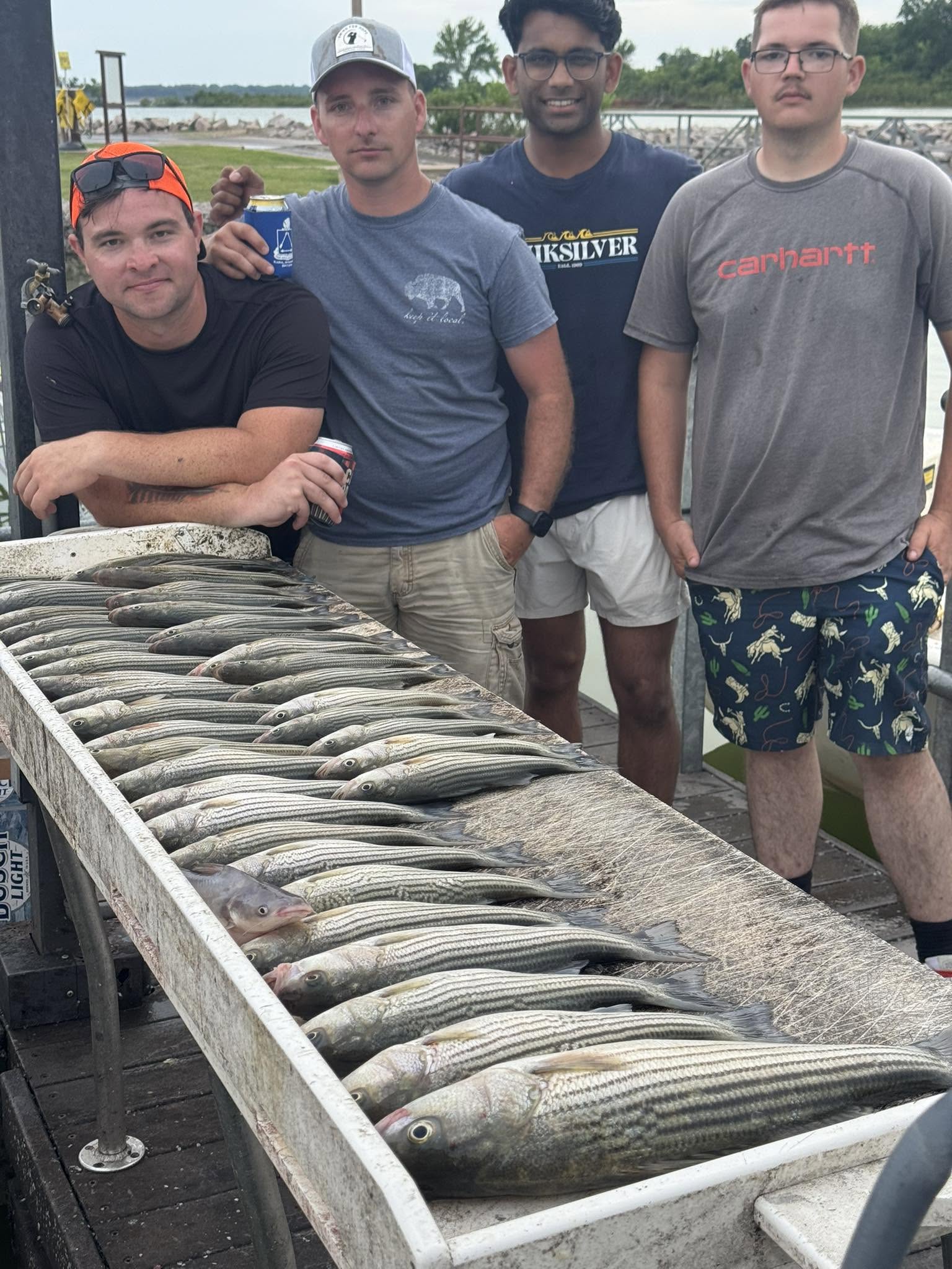 Large catch of striped bass laid out in wooden fish box at Kingston OK fishing dock
