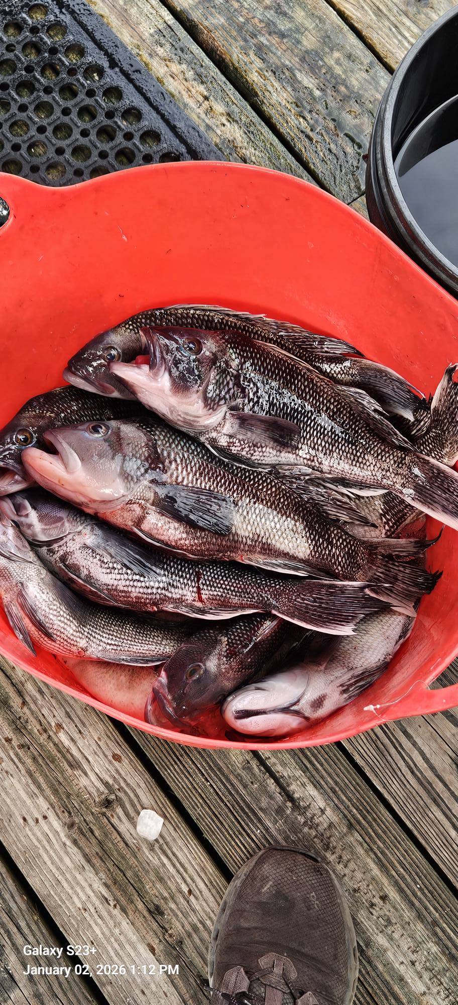 Serene coastline of New Smyrna Beach with a single sea bass caught by a fisherman
