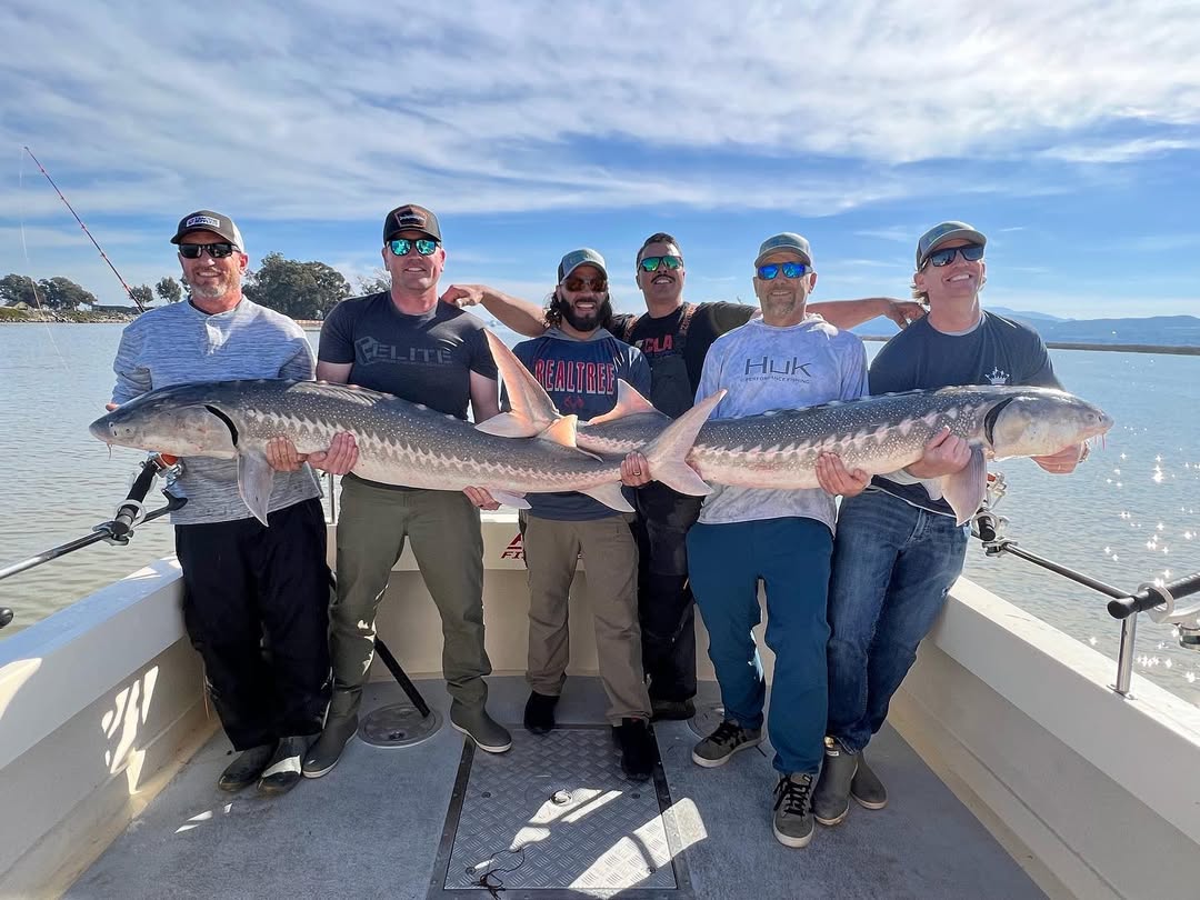 Two white sturgeon, 41 inches long, caught during fishing in CA