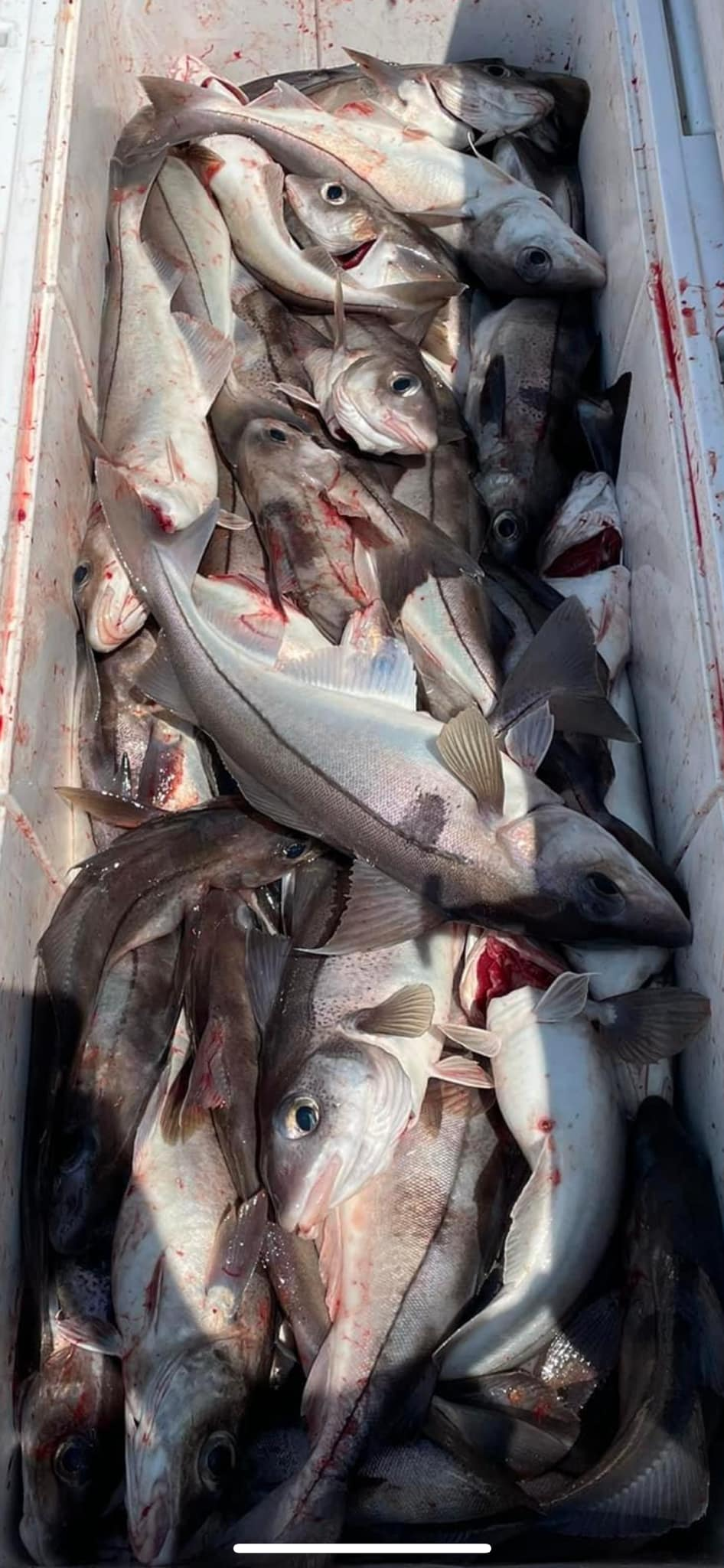 Two fish caught while fishing in NH