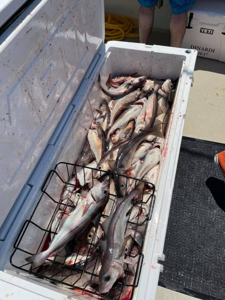 Two fish caught in Seabrook during a fishing trip