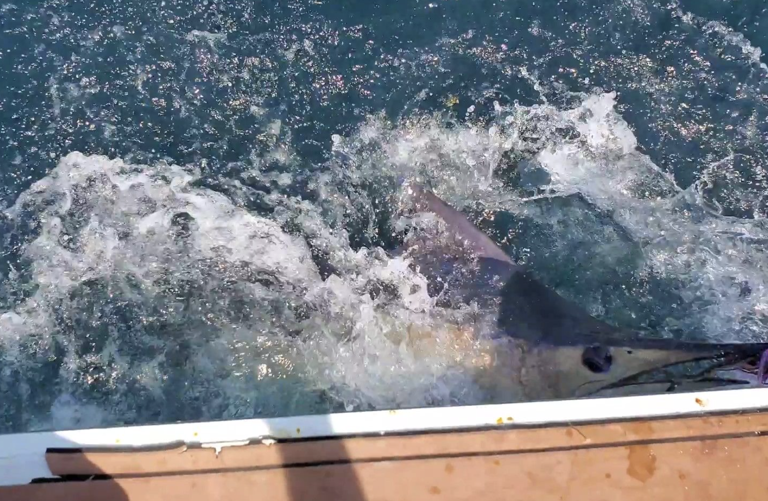 Best fishing at South Padre Island