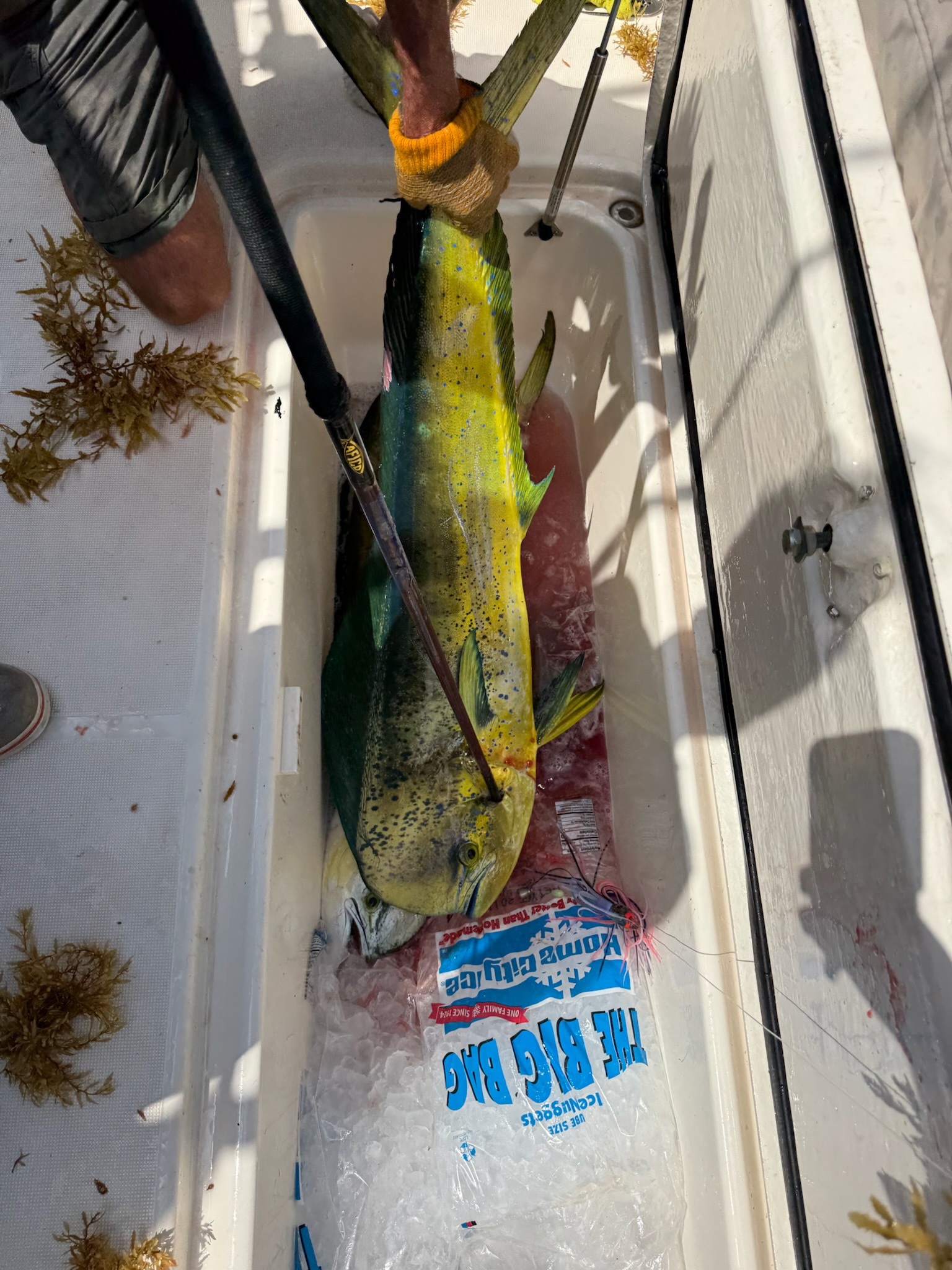 Fresh caught mahi mahi fish on boat deck in Seabrook Island SC