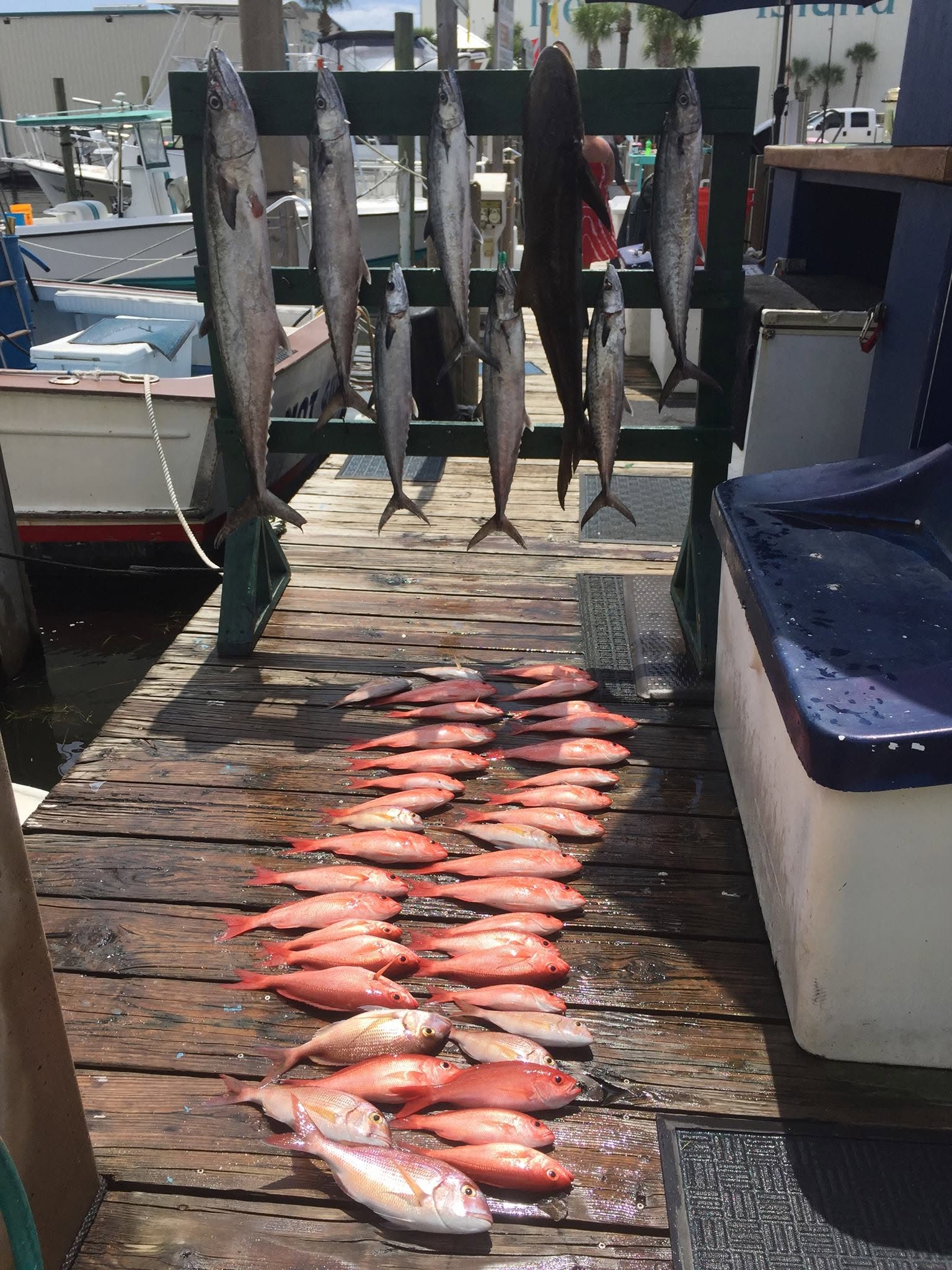 Fresh caught king mackerel and red snapper displayed on fishing dock at Panama City Beach FL