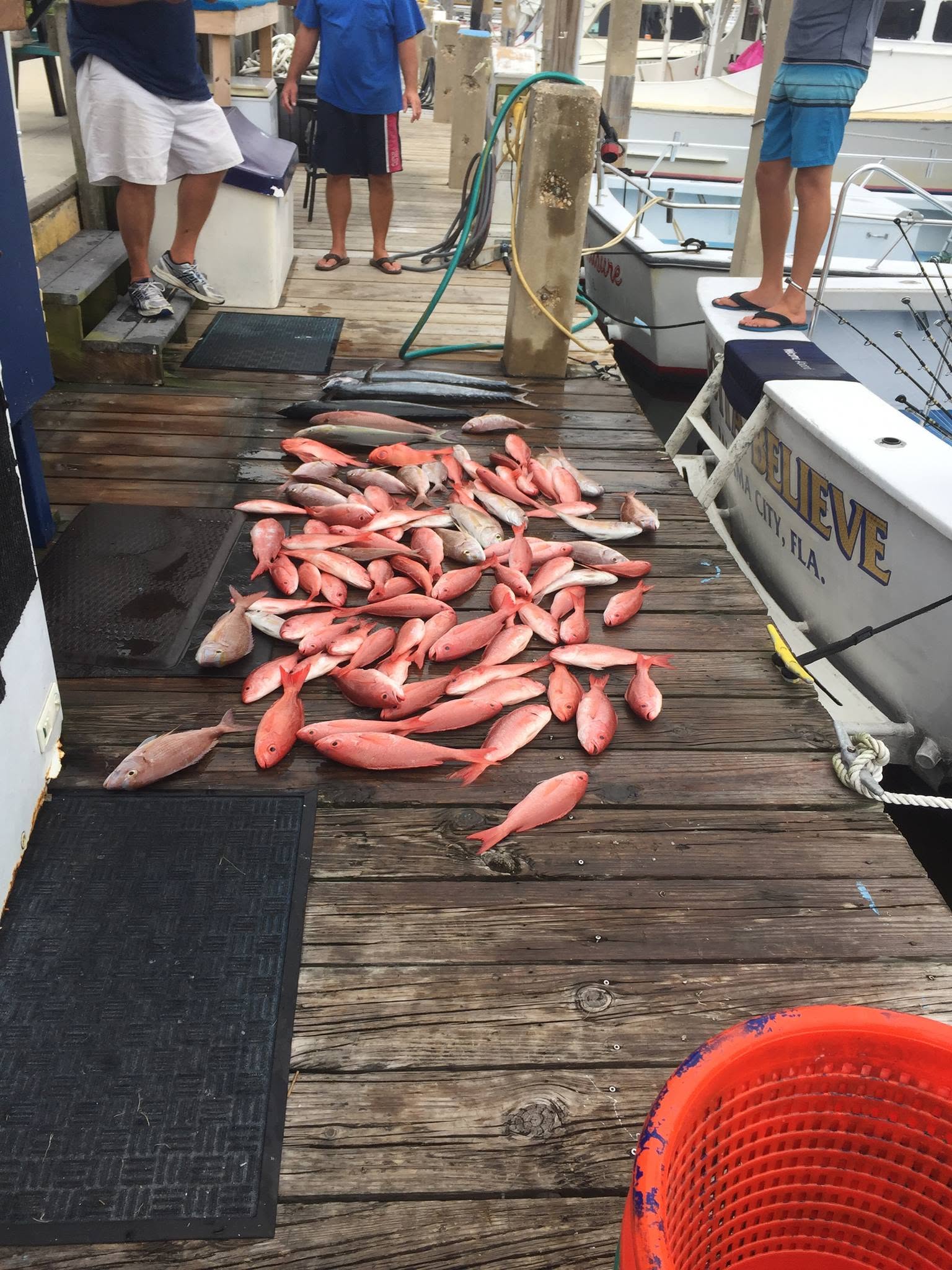 Fresh caught red porgy fish displayed on fishing boat dock in Panama City Beach Florida