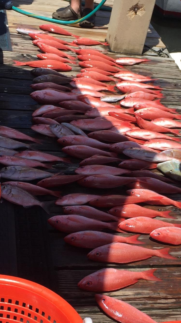 Large catch of red snapper fish displayed on fishing boat deck in Panama City Beach FL