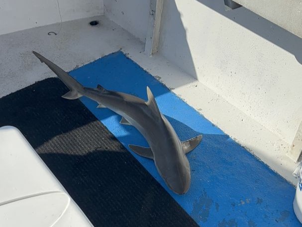Gulf shark fishing charter boat in Panama City Beach Florida waters targeting bull sharks