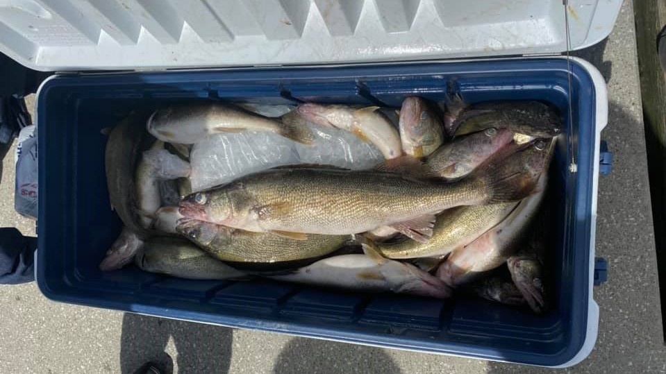 3 pike-perch fish caught in OH