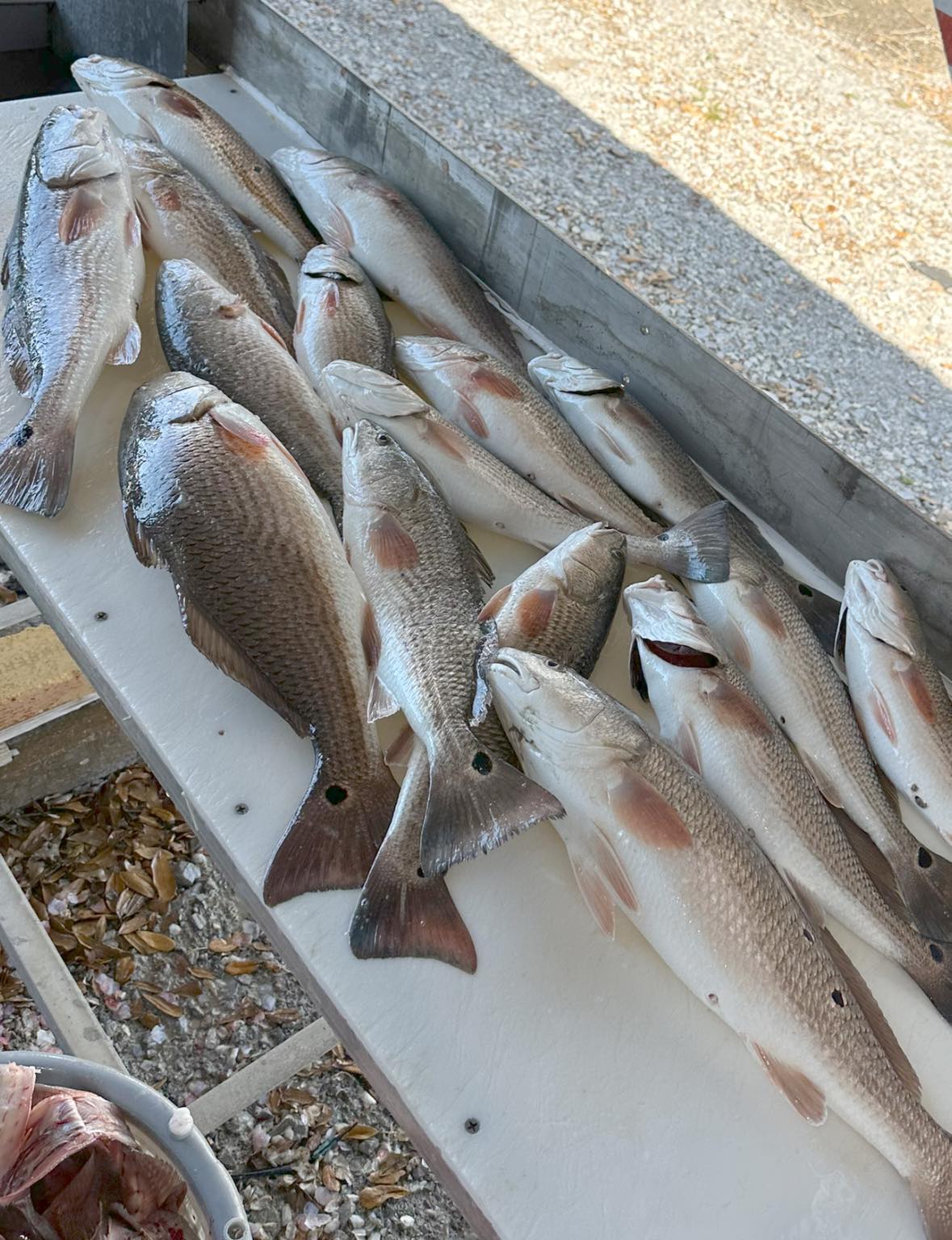 Redfish, Redfish fishing in unknown location