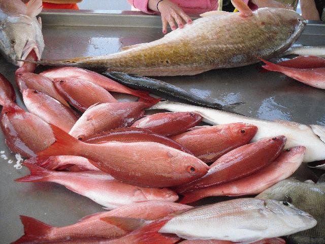Three fish caught while fishing in AL