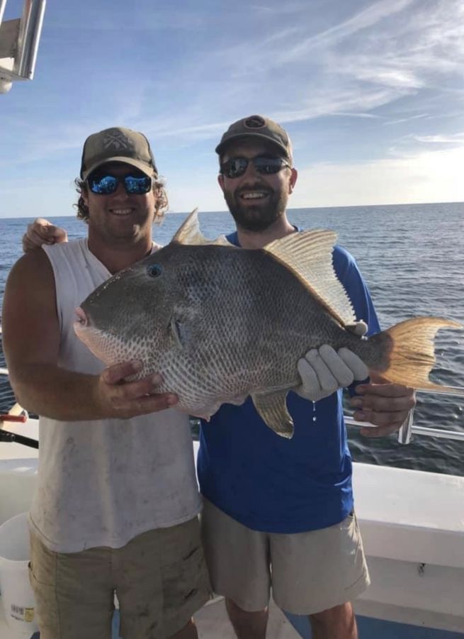 26-inch grey triggerfish caught while fishing in Orange Beach