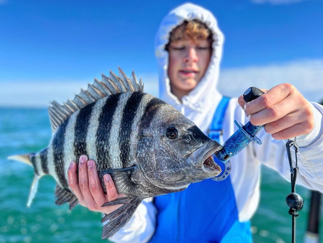 Sheepshead fish caught in Port Royal