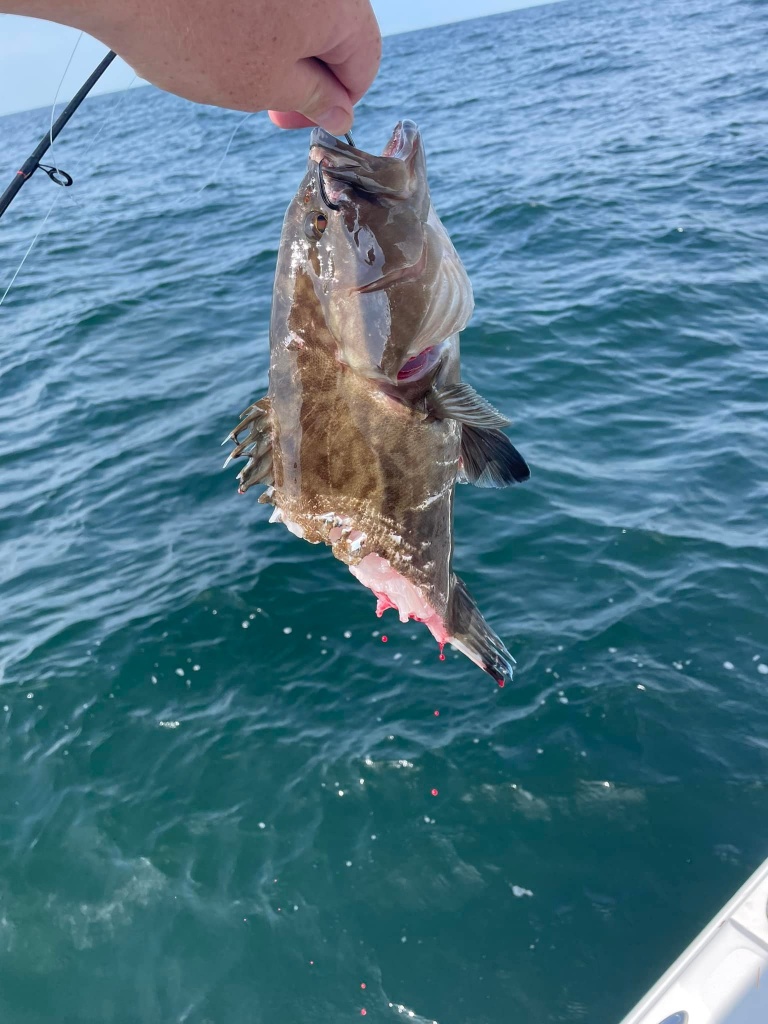 Gag grouper caught in SC