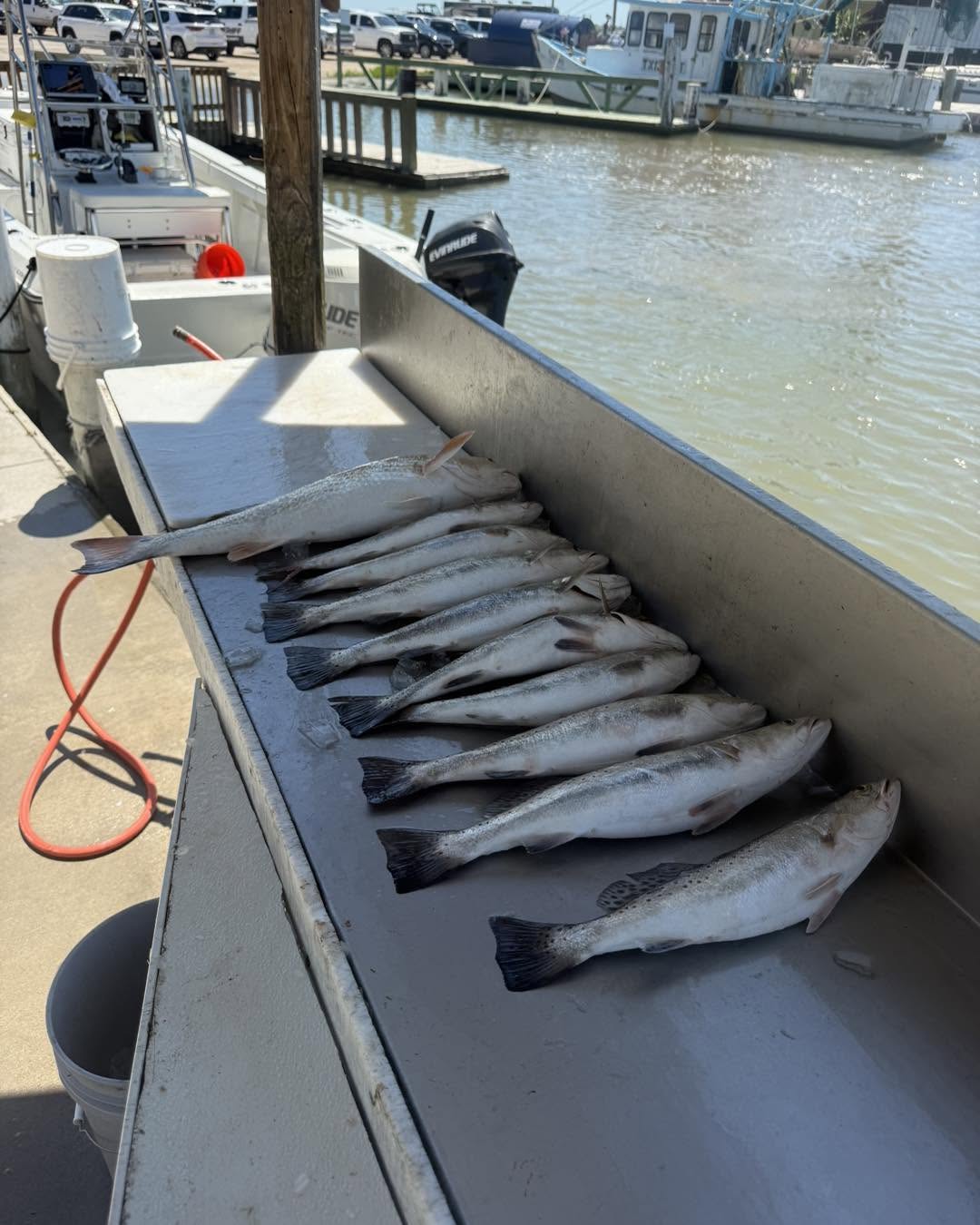Fresh caught speckled trout lined up on fishing boat deck at Bolivar Peninsula TX marina
