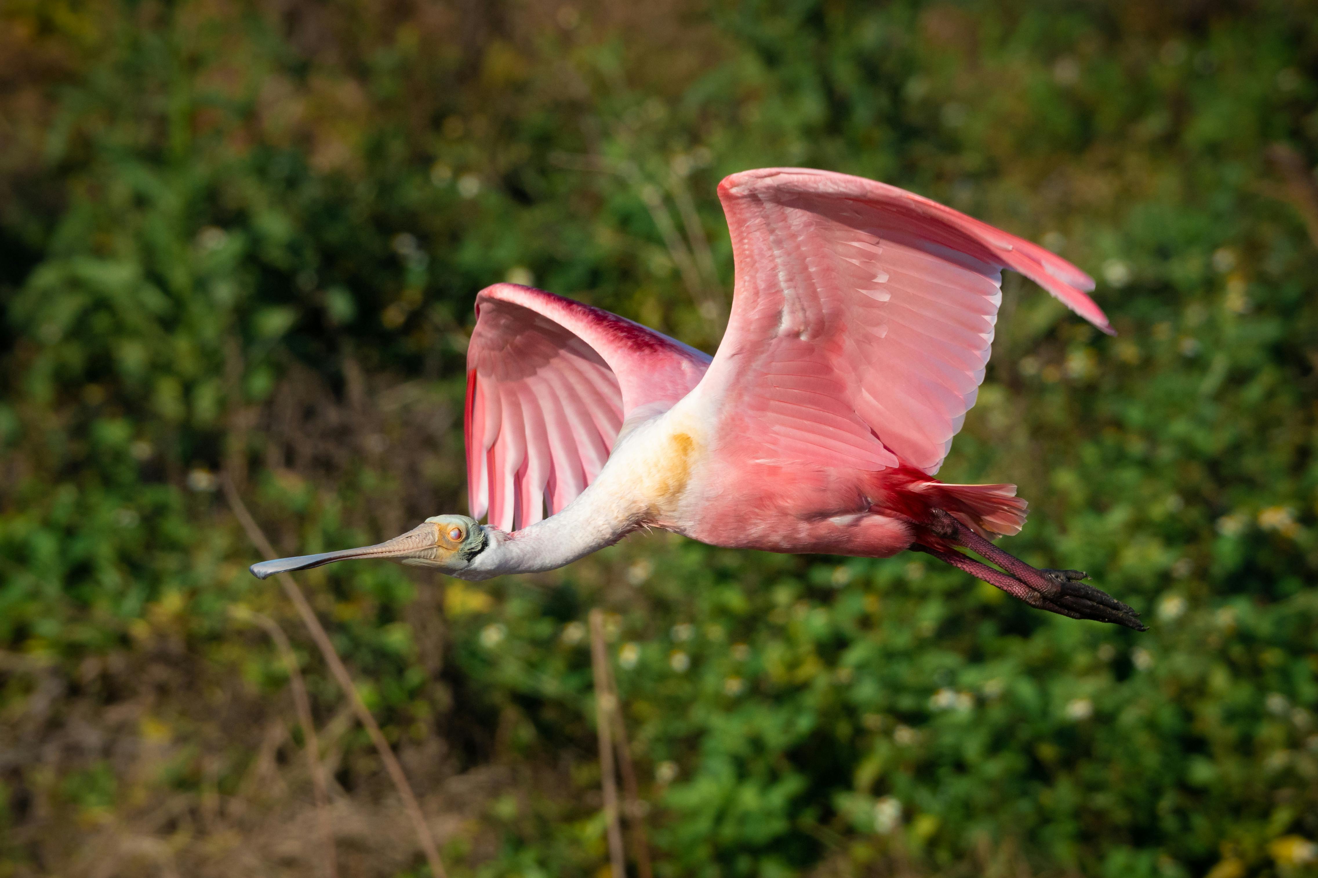 Marco Island bird watching boat tour with osprey, pelicans, herons in mangroves wildlife