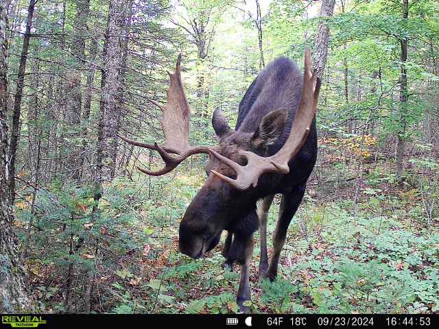 Large bull moose with impressive antlers walking through dense forest in Brownville Maine