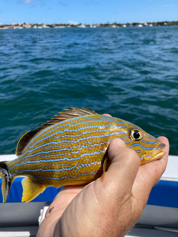 Fish Species in Palm Beach