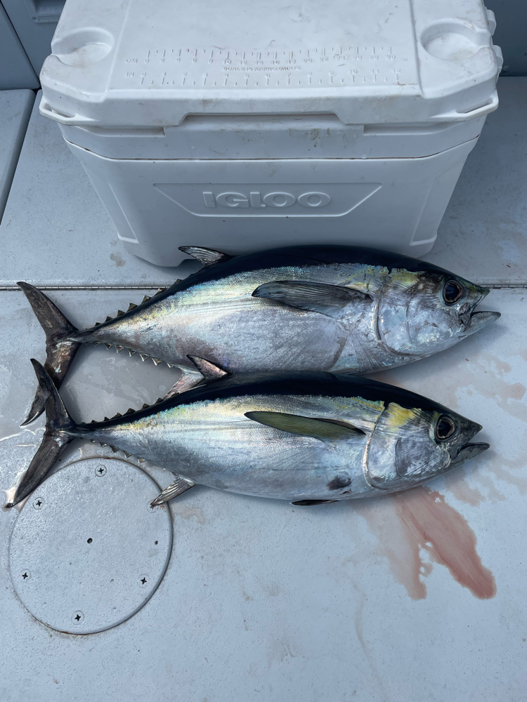 Blackfin Tuna Fishing