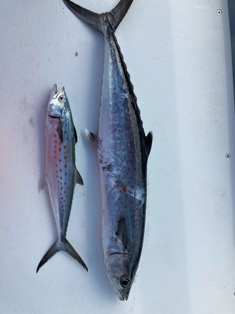 2/8/22 Kingfish and Spanish Mackerel