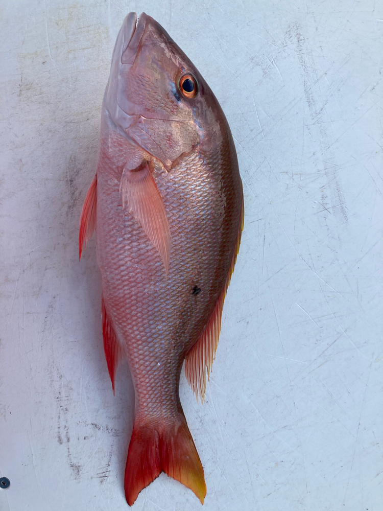 2/7/22-Mutton Snapper in Florida