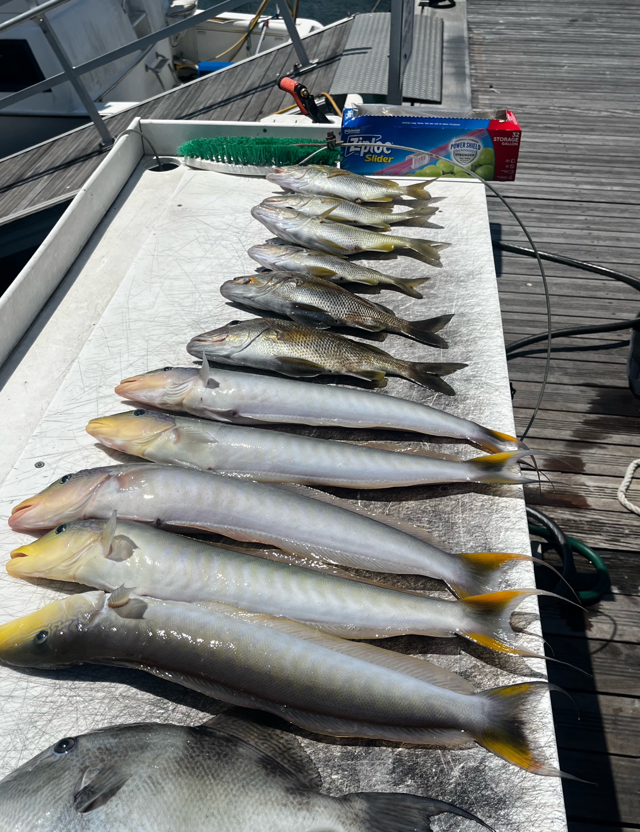 Fresh caught fish lineup on boat cleaning station in Riviera Beach FL including grey triggerfish and multiple species