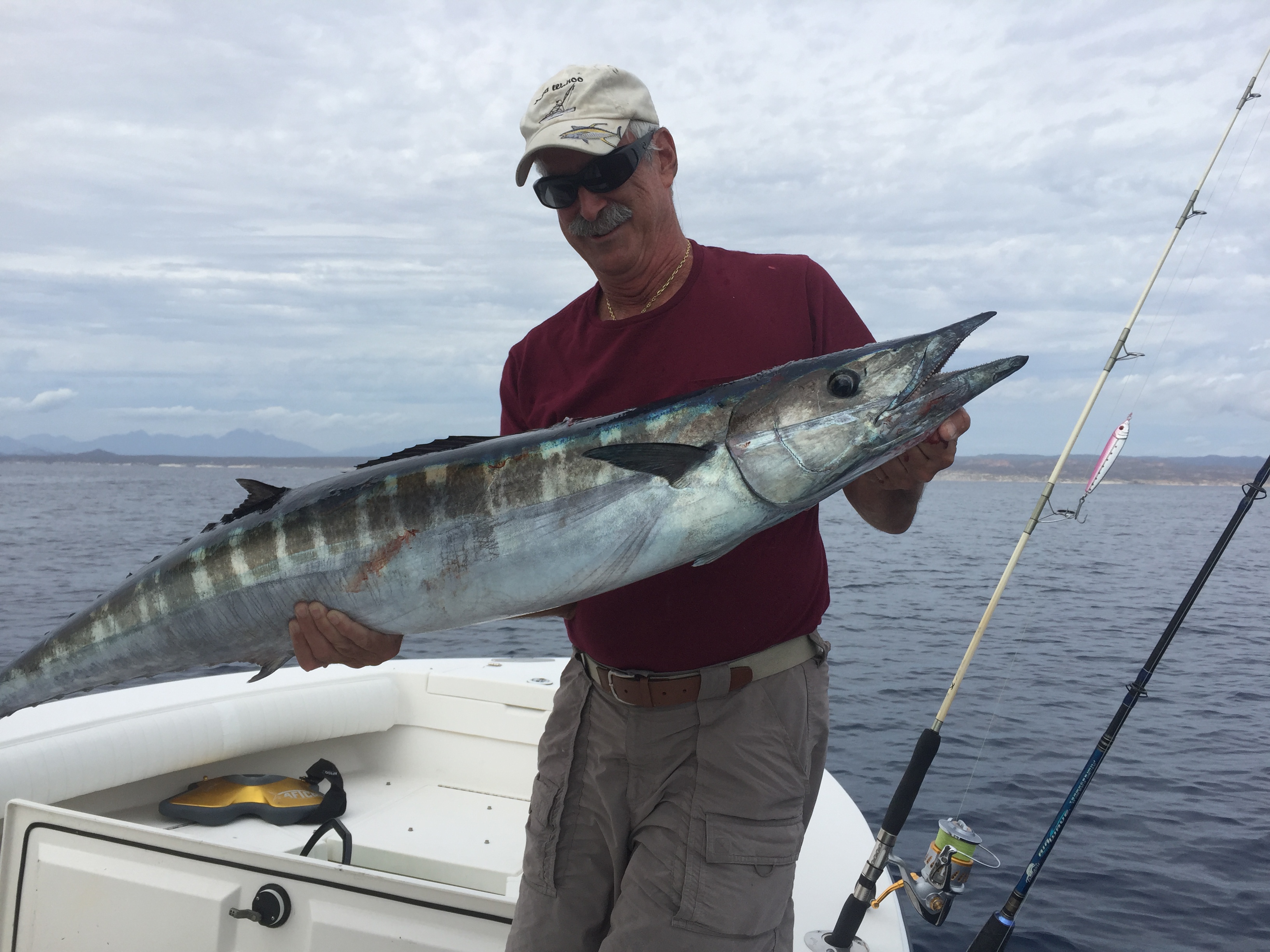 Barracuda  in Florida