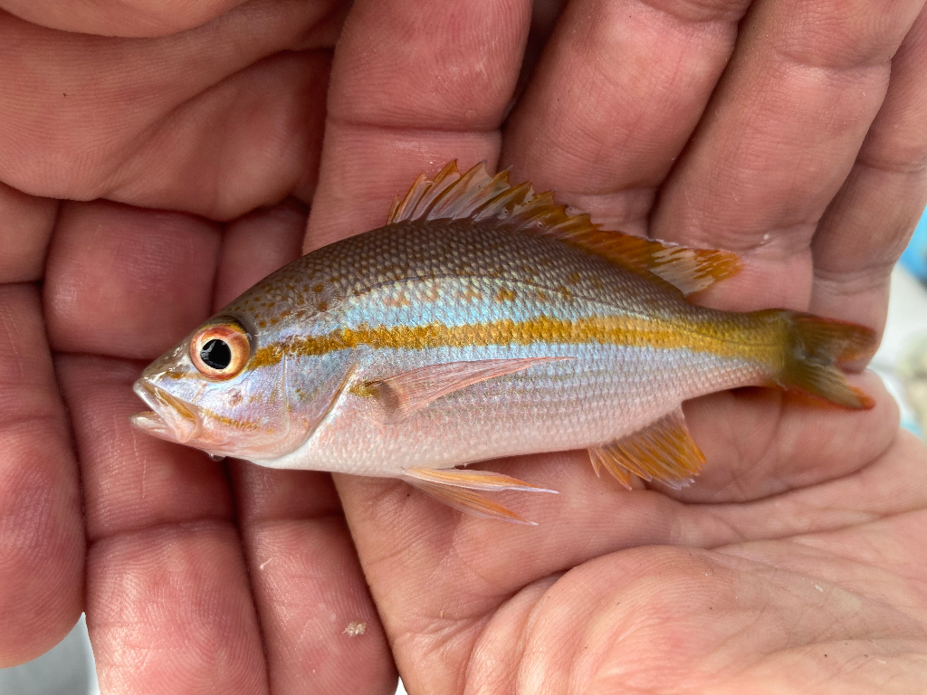 Yellowtail Snapper Hooked From Florida