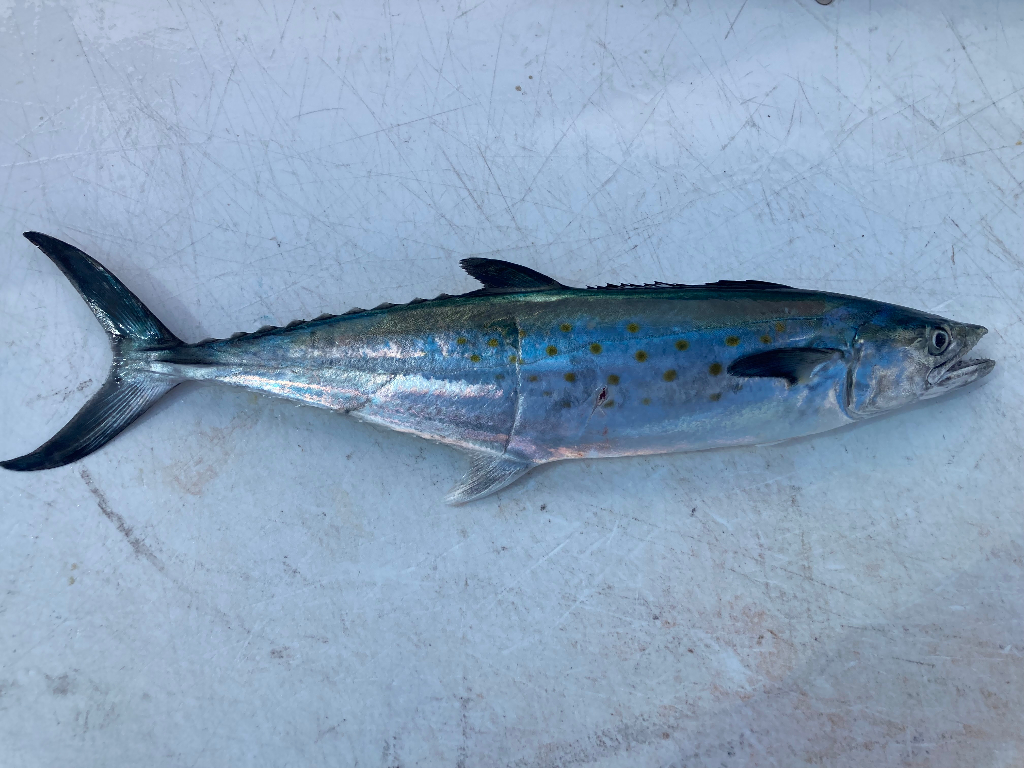 Spanish Mackerel Hooked From Florida