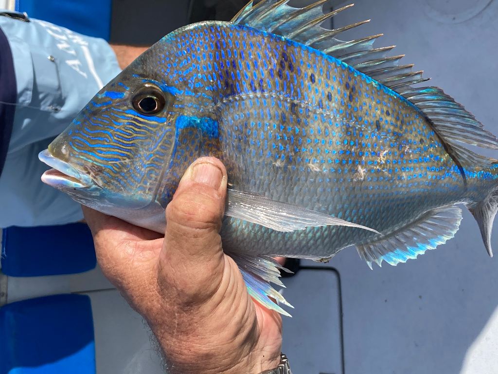 Pretty Porgy Hooked From Florida