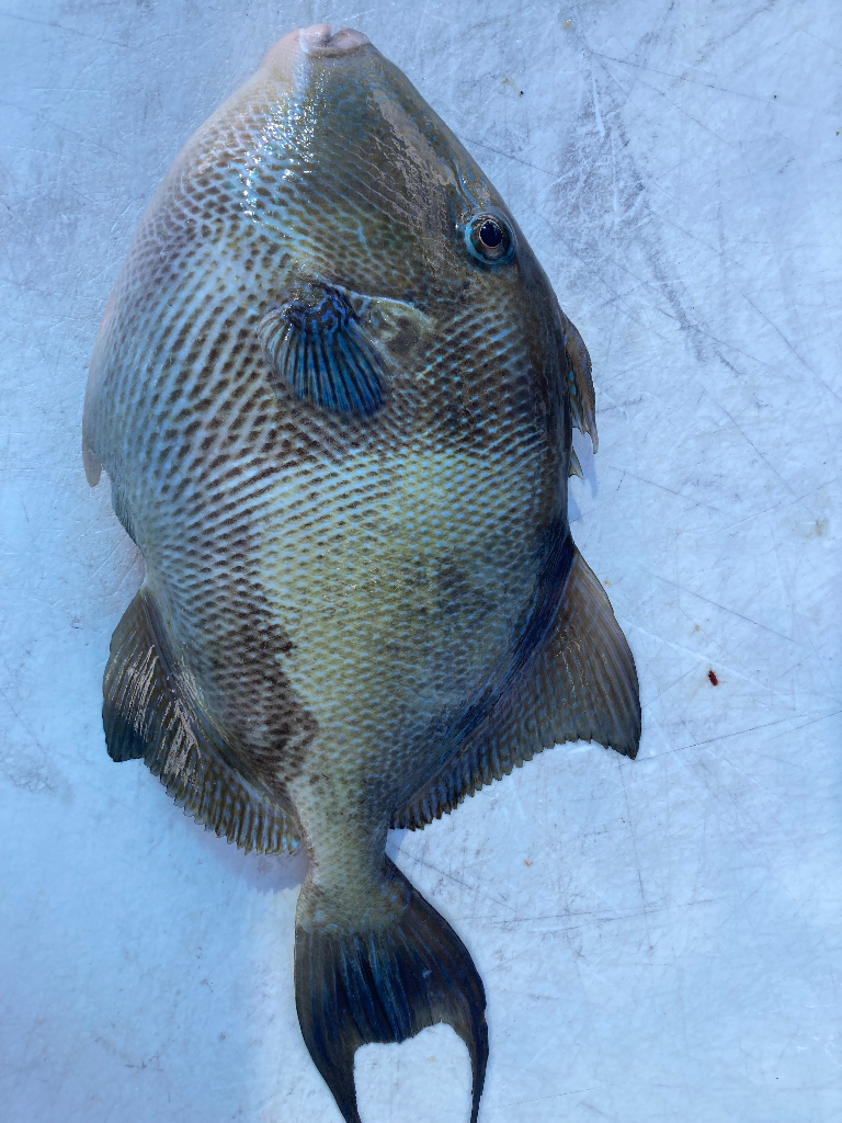 Grey Triggerfish Reeled From Florida
