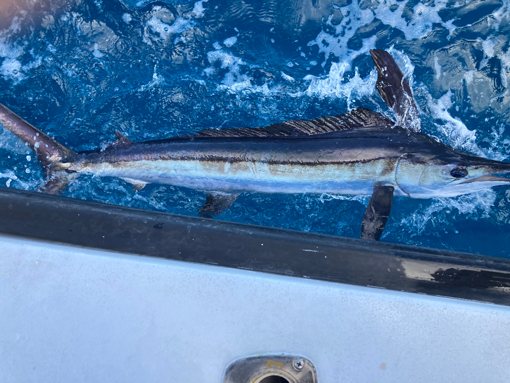 SailFish Reeled From Florida